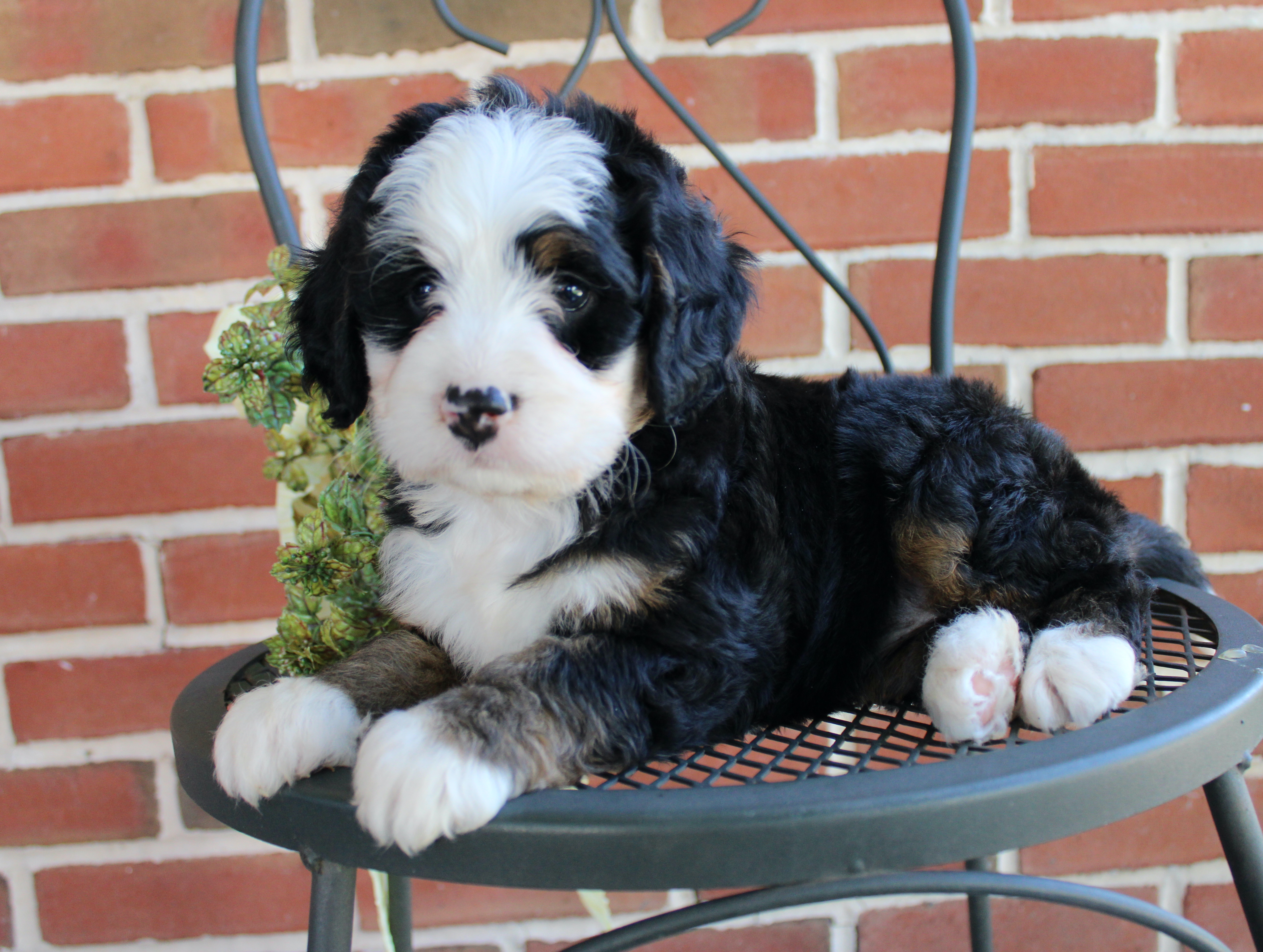 puppy, for, sale, Mini Bernedoodle, Emanuel  Glick, dog, breeder, Bird-In-Hand, PA, dog-breeder, puppy-for-sale, forsale, nearby, find, puppyfind, locator, puppylocator, aca